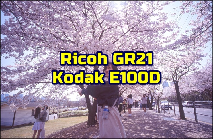  리코 GR21  코닥 E100D  슬라이드필름으로 담은 윤중로 벚꽃엔딩