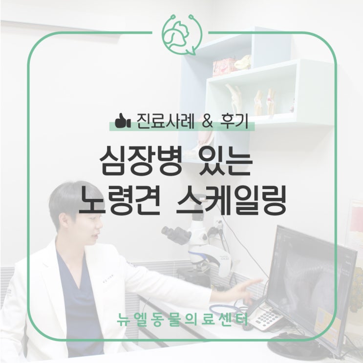  [화성/동탄역 동물병원] 심장병이 있는 노령견도 스케일링이 가능한가요?