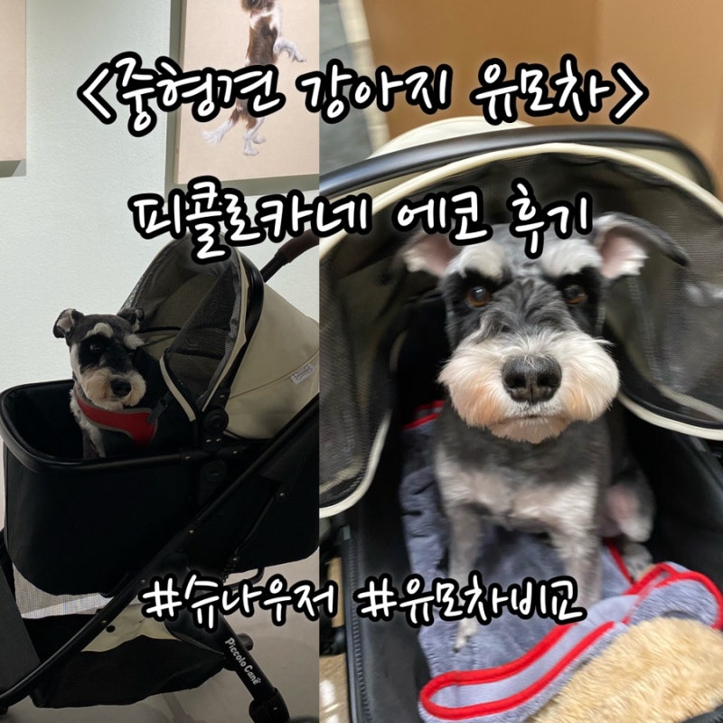 중형견 강아지 유모차 @피콜로카네 에코 한달 사용 후기