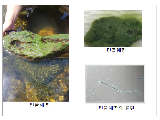 민물해면 공생 방선균에서 암세포 생장 억제하는 신규 화합물 발견 민물해면 공생 방선균에서 암세포 생장 억제하는 신규 화합물 발견