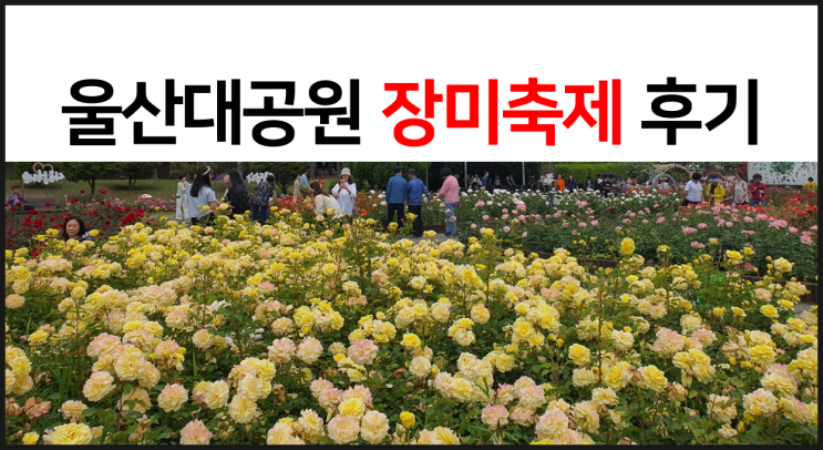  2023년 울산대공원 장미축제 장미원 후기