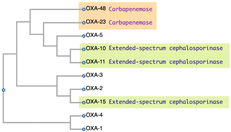 세팔로스포린계에 내성을 갖는 광범위 베타-락타마제, Extended-spectrum beta-lactamases : 네이버 블로그