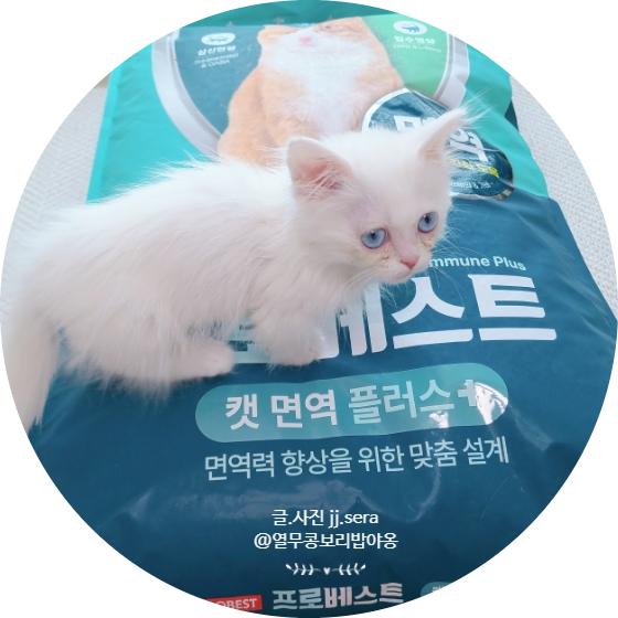 고양이사료 - 프로베스트 캣 면역플러스 길고양이사료 기호성 대박