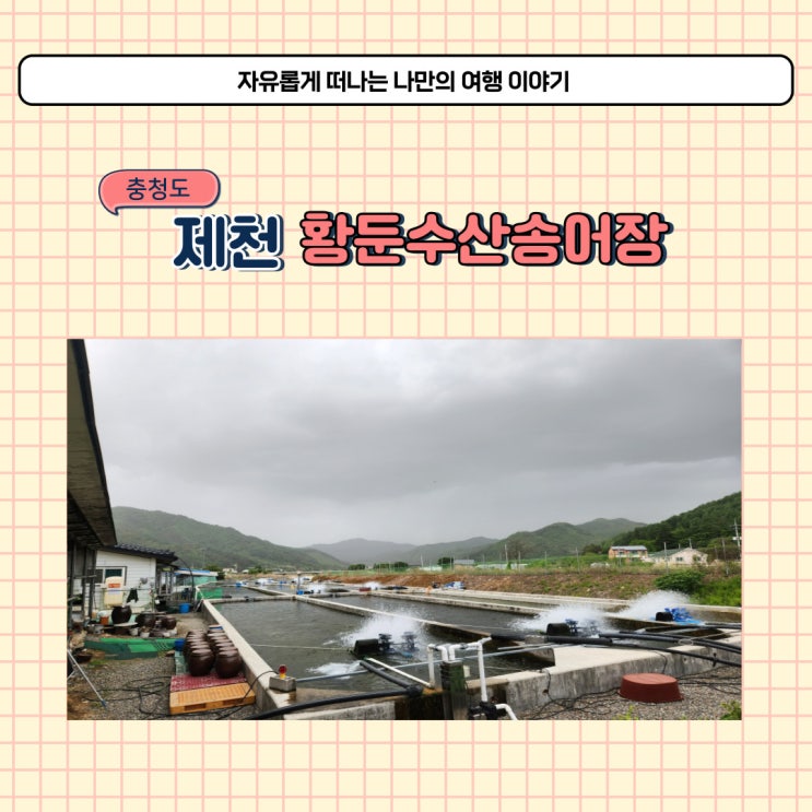  영월 송어 맛집 원주 황둔수산 횟집에서 송어회 포장 했습니다
