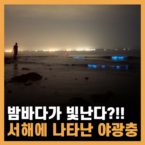  밤바다가 빛나요! 서해안에서 발견된 야광충(발광 플랑크톤)