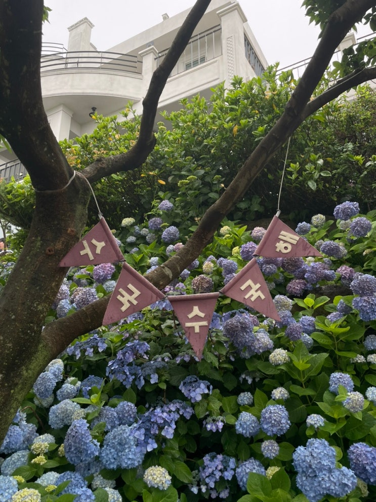 마노르블랑실시간 제주도수국명소 제주수국명소 서귀포수국 마노르블랑 마노르블랑실시간 제주도수국명소 제주수국명소 서귀포수국 마노르블랑