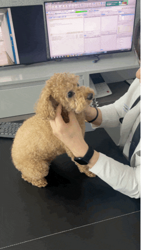  24시 넬 동물의료센터 : 믿음직한 평촌 강아지 심장 전문병원!