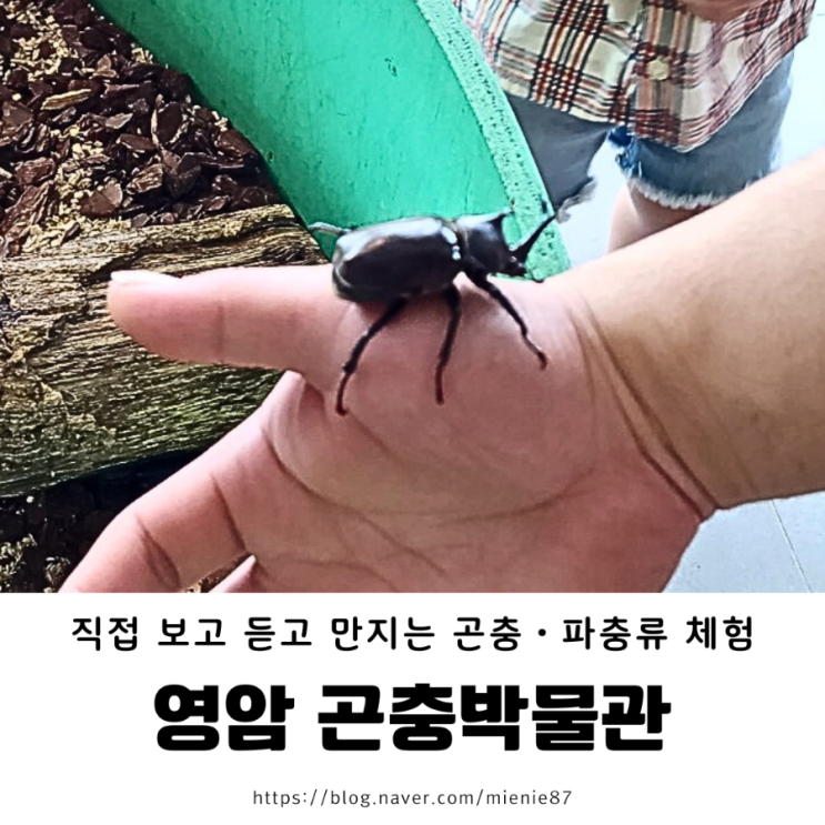 [광주 전남 아이랑 실내] 영암 곤충 박물관에서 보고 듣고 만지는 살아있는 자연 학습