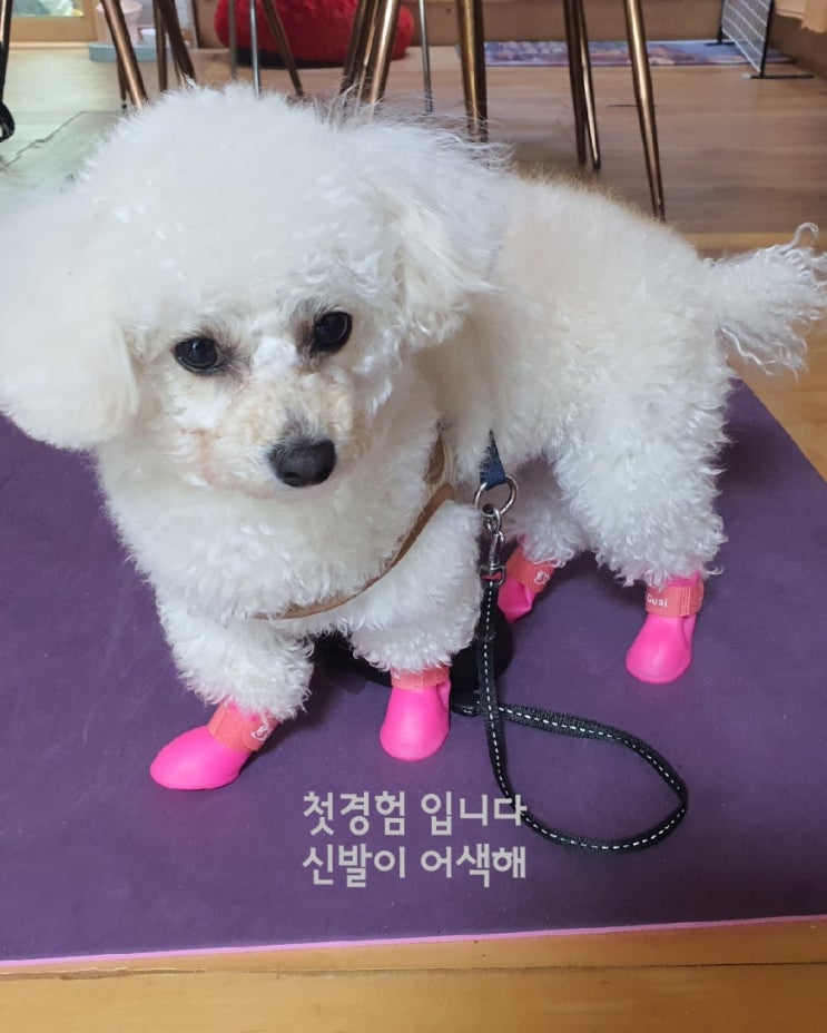  신발신은 강아지