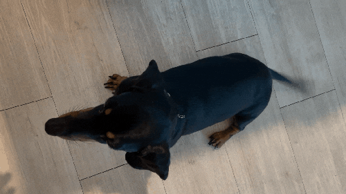 강아지 수제간식 우유껌 만들기 2차 도전