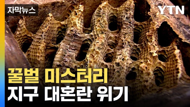 "양봉 24년 했는데 처음 봐"...텅텅 빈 벌집 "양봉 24년 했는데 처음 봐"...텅텅 빈 벌집