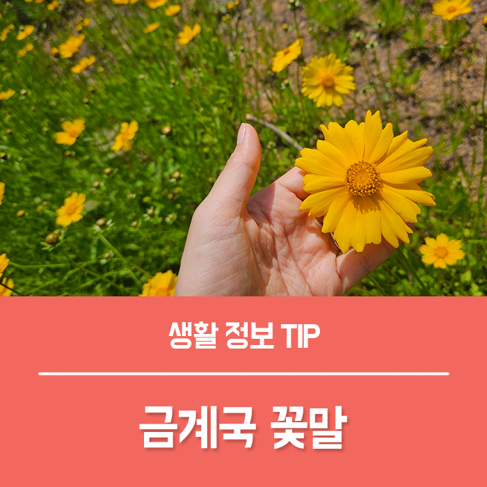  금계국 꽃말 금계화 씨앗 키우기, 노란 큰 금계국 황화 코스모스 차이는?