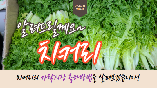  가락시장 경매사가 알려주는 "치커리" 출하하기!