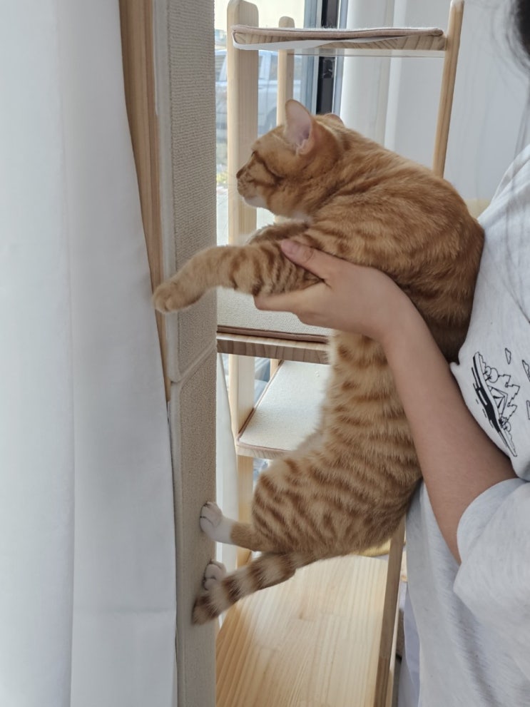  고양이 수직 벽부착 스크래쳐 - 애들이 안 써서 슬픈 후기