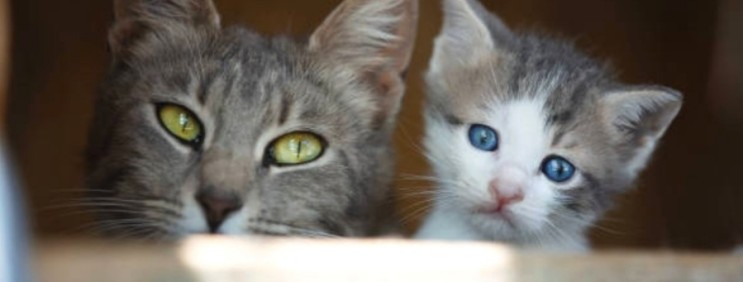 고양이 눈꼽, 정상과 비정상을 구별하는 방법