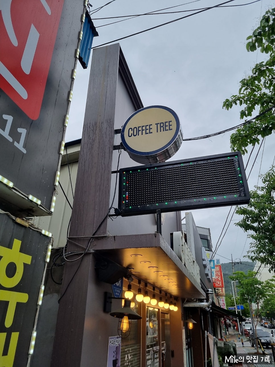 커피트리 사진 3