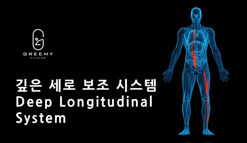[북위례 필라테스] 요추와 골반의 안정화를 위한 두 번째 시스템! Deep Longitudinal System (깊은 세로 보조 ...