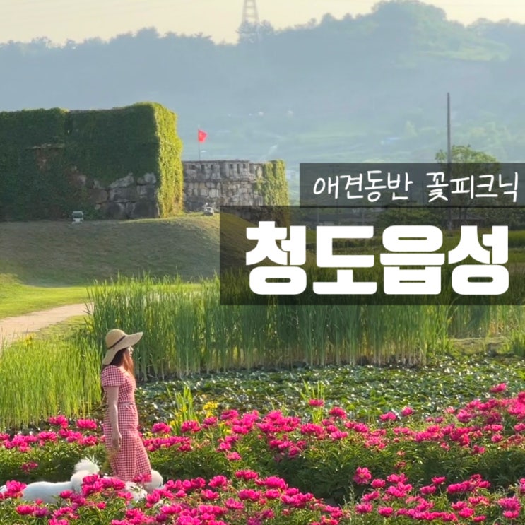  경북 청도 애견동반 청도읍성 연꽃 그리고 카페 2곳 (해걸음, 꽃자리)