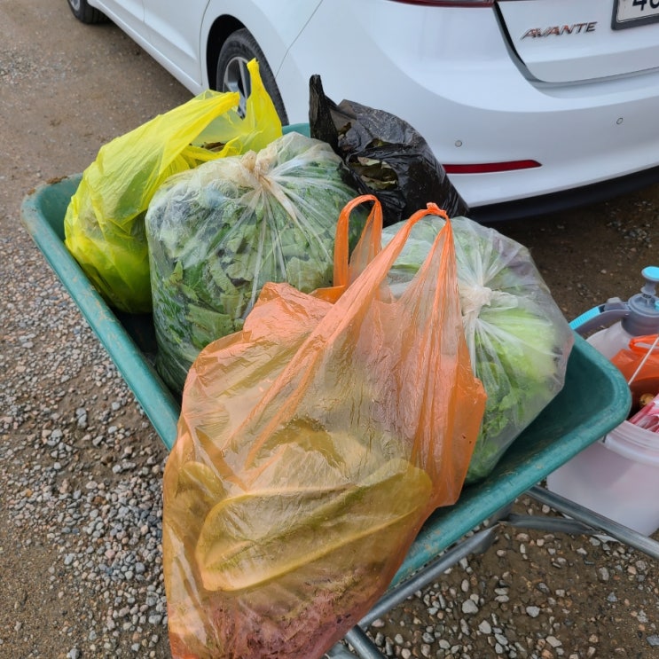  공공 주말농장 농부 체험 8회차