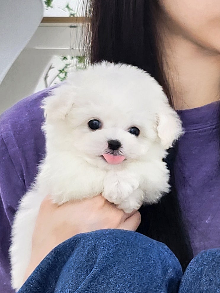  정직한 건강한 애견분양 _ 천안미니비숑분양