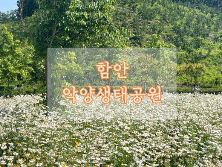 경남 함안 여행 악양생태공원 데이지 개화상태