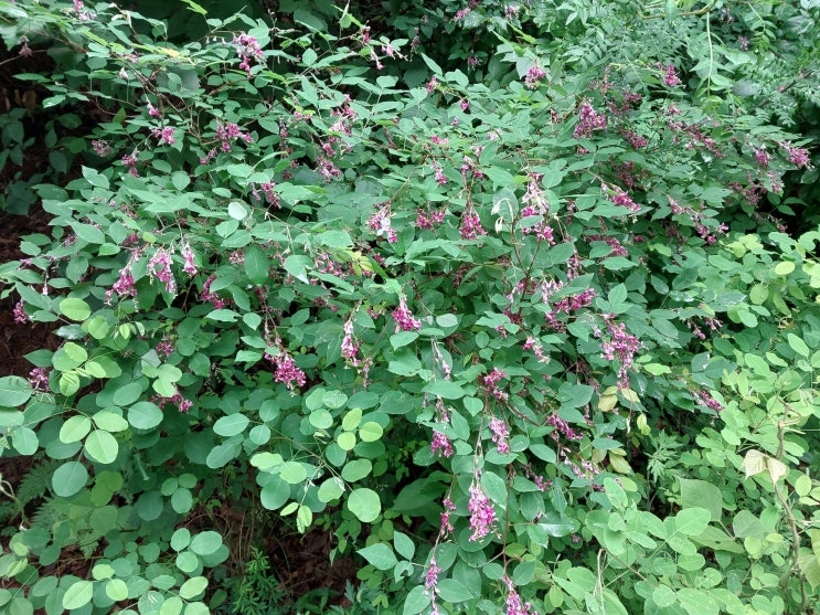  중풍치료와 치매에 유용한 천마 산행