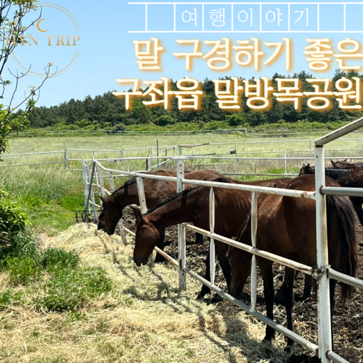  제주도 구좌읍 가볼만한곳말 구경 관람 말방목공원에서