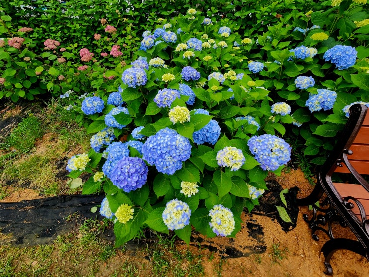  창원 장미공원 수국 5월 가볼만한곳