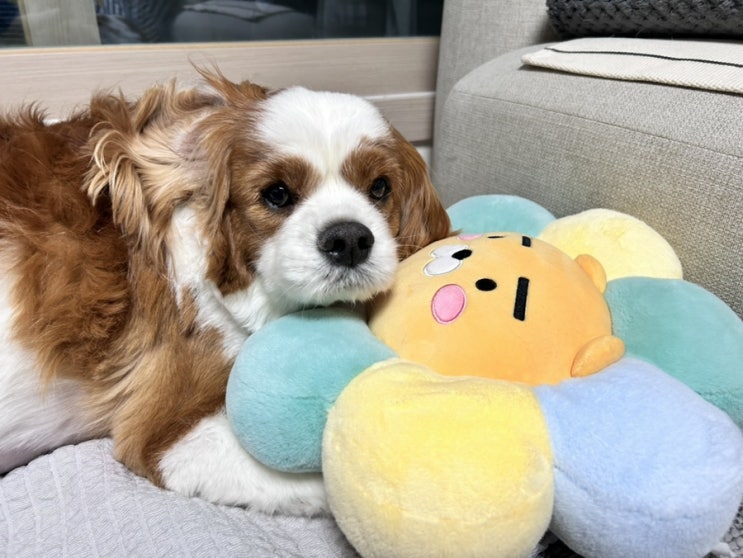  강아지 셀프미용 목덜미 다리 엉덩이(피부, 심장병으로 조금씩)