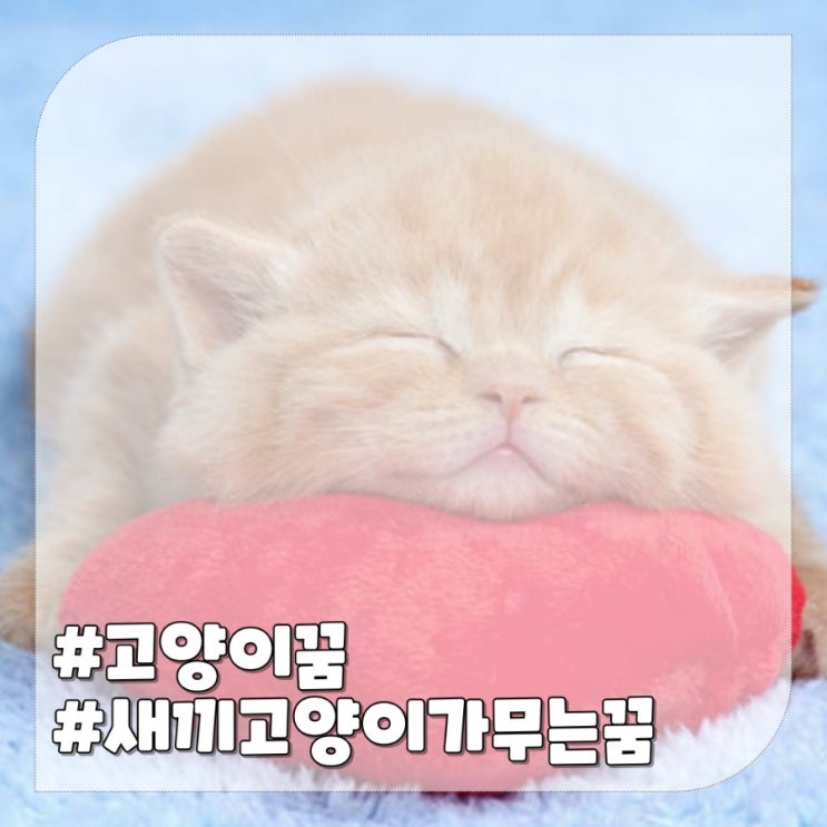  고양이 꿈 의미 새끼고양이가 무는 꿈 해몽