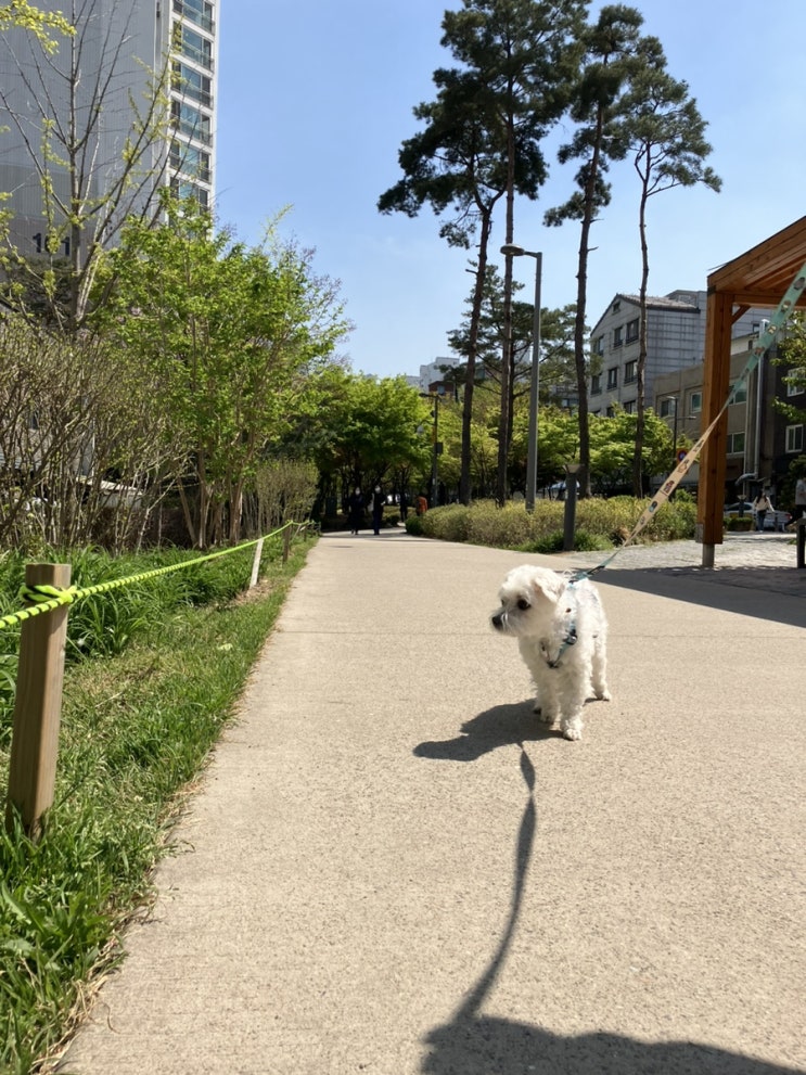  19살 노견 말티즈 삶