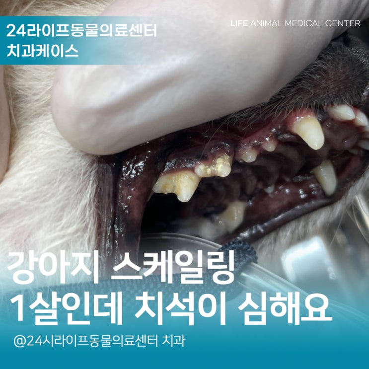 대구강아지치과 : 1살 강아지 스케일링 강아지 치석이 심하게 생겨요 대구강아지치과 : 1살 강아지 스케일링 강아지 치석이 심하게 생겨요