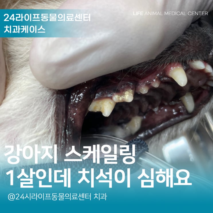 대구강아지치과 : 1살 강아지 스케일링 강아지 치석이 심하게 생겨요