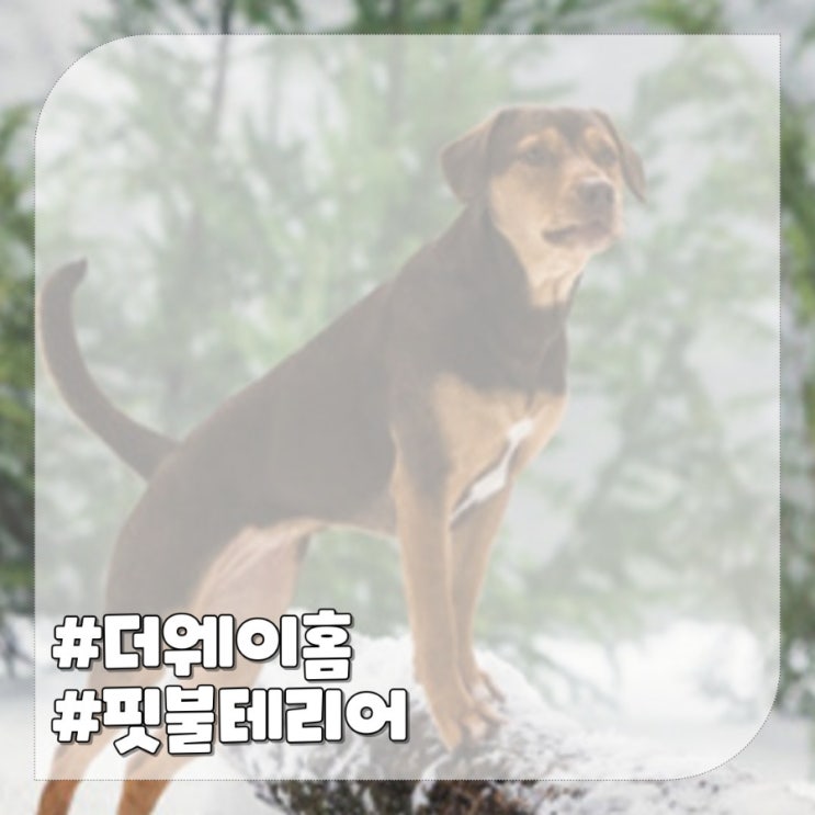  아메리칸 핏불 테리어,넷플릭스 강아지 영화 더웨이홈 주인공 맹견종류