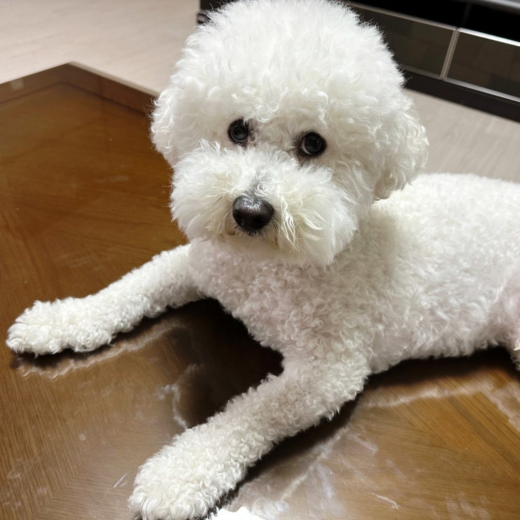  강아지 다리 삠 확인법과 원인 찾기