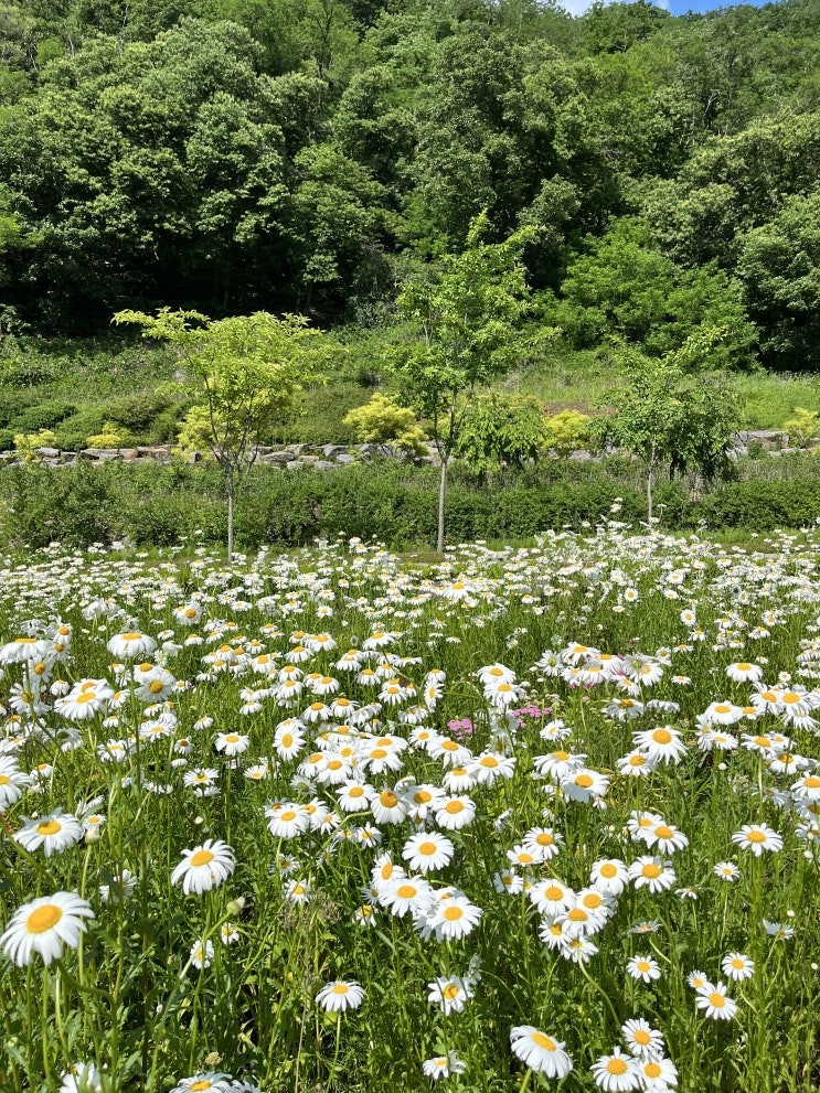 파주 산책 가볼만한곳 *율곡수목원* 정보, 주차/ 서울근교 나들이 피크닉 문산 파주 산책 가볼만한곳 *율곡수목원* 정보, 주차/ 서울근교 나들이 피크닉 문산