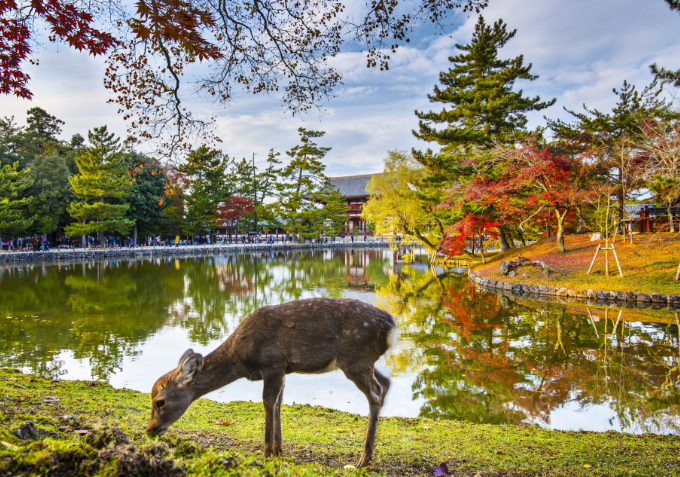 역사, 문화, 자연의 아름다움이 풍부하게 어우러진 일본 나라현 여행지 베스트 리스트