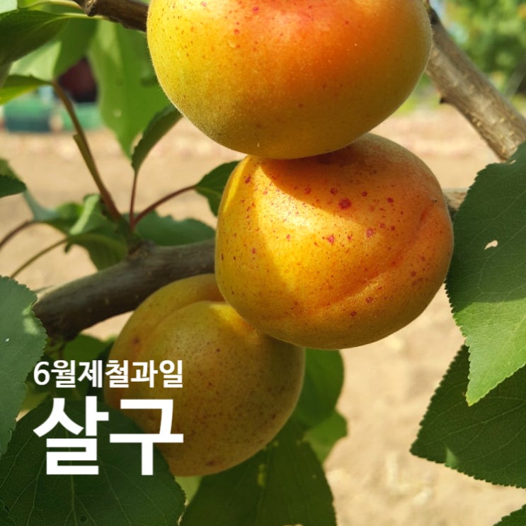  6월제철과일 살구효능과 부작용, 올해 수확시기