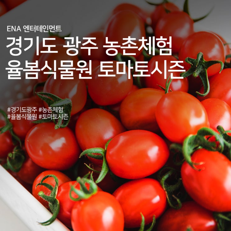 경기도 광주 농촌체험 : 율봄식물원 토마토시즌 정보