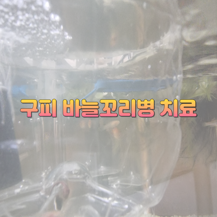 구피 바늘꼬리병 치료(feat. 소금욕+멜라픽스+피마픽스)