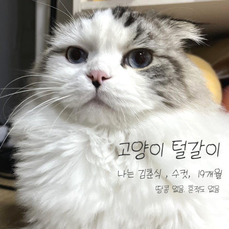  [고양이 털갈이] 춘식인 여름을 준비하는 중