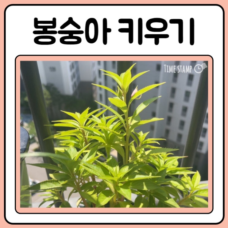  봉숭아 새싹 키우기 잘자랍니다. 봉선화 성장날짜있음