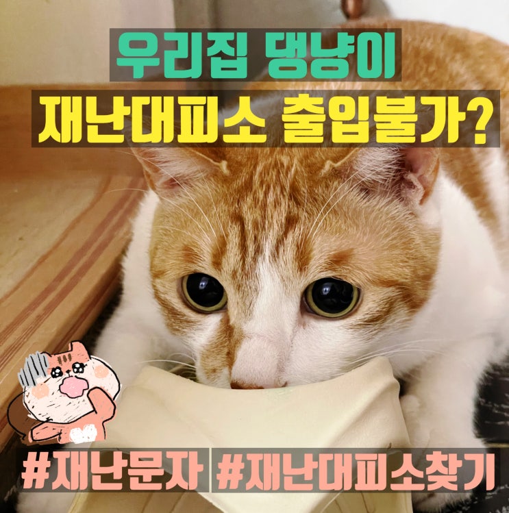우리집 <b>고양이</b>는? (<b>대피</b>소위치찾기/반려동물<b>대피</b>)