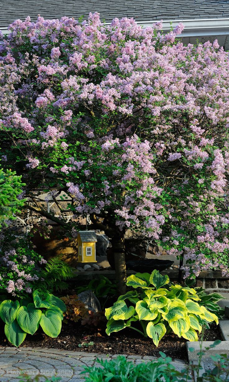  미스김라일락(Syringa pubescence) 관리 방법