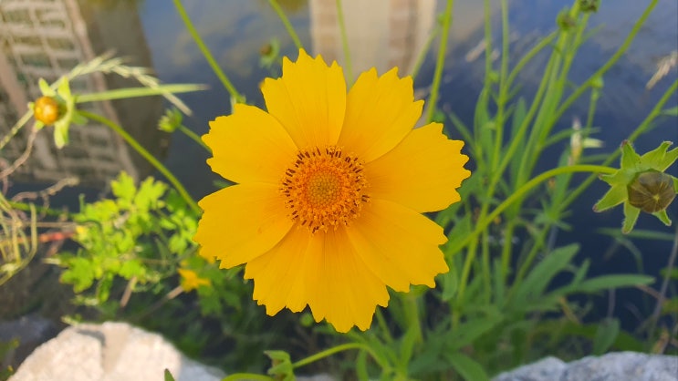  용인 산책하기 좋은 곳 : 죽전 탄천로