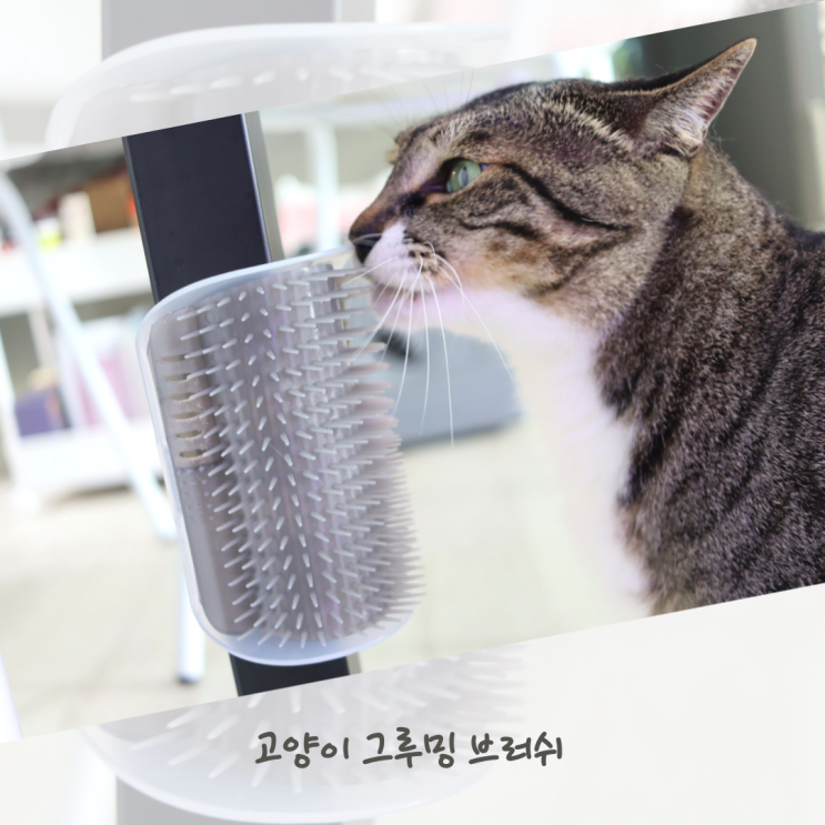  생활엔탁 고양이 셀프 그루밍브러시
