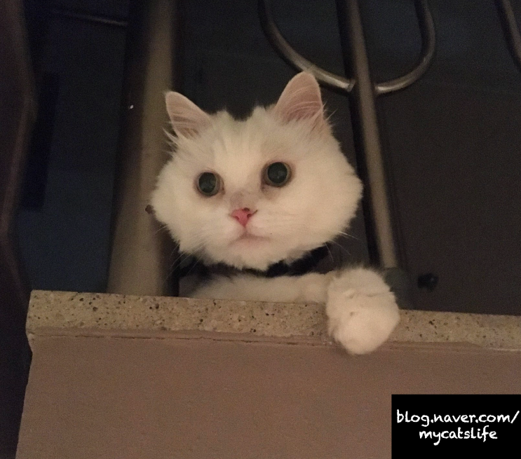  고양이 셀프미용 1차 ing.. 고양이털 밀기, 올 여름은 잘해보자