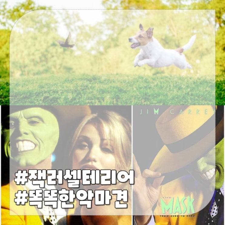  잭 러셀 테리어,영화 마스크의 똑똑한 테리어종류 강아지