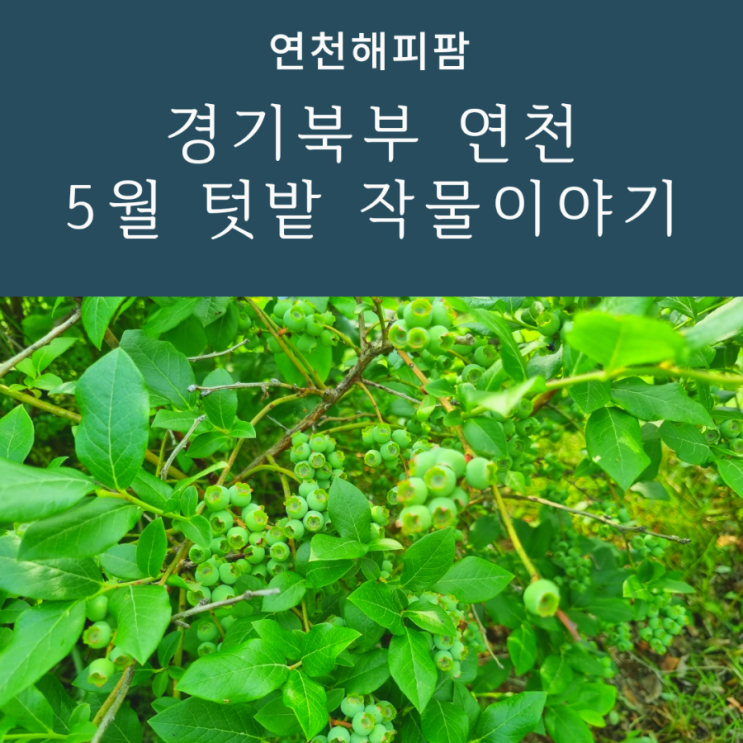  경기북부지역 연천 5월 텃밭 작물