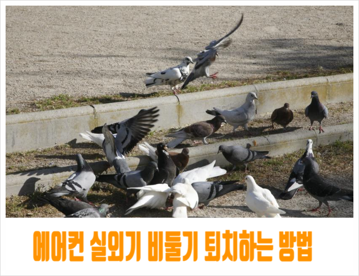  비둘기 퇴치방법 에어컨 실외기 비둘기 퇴치